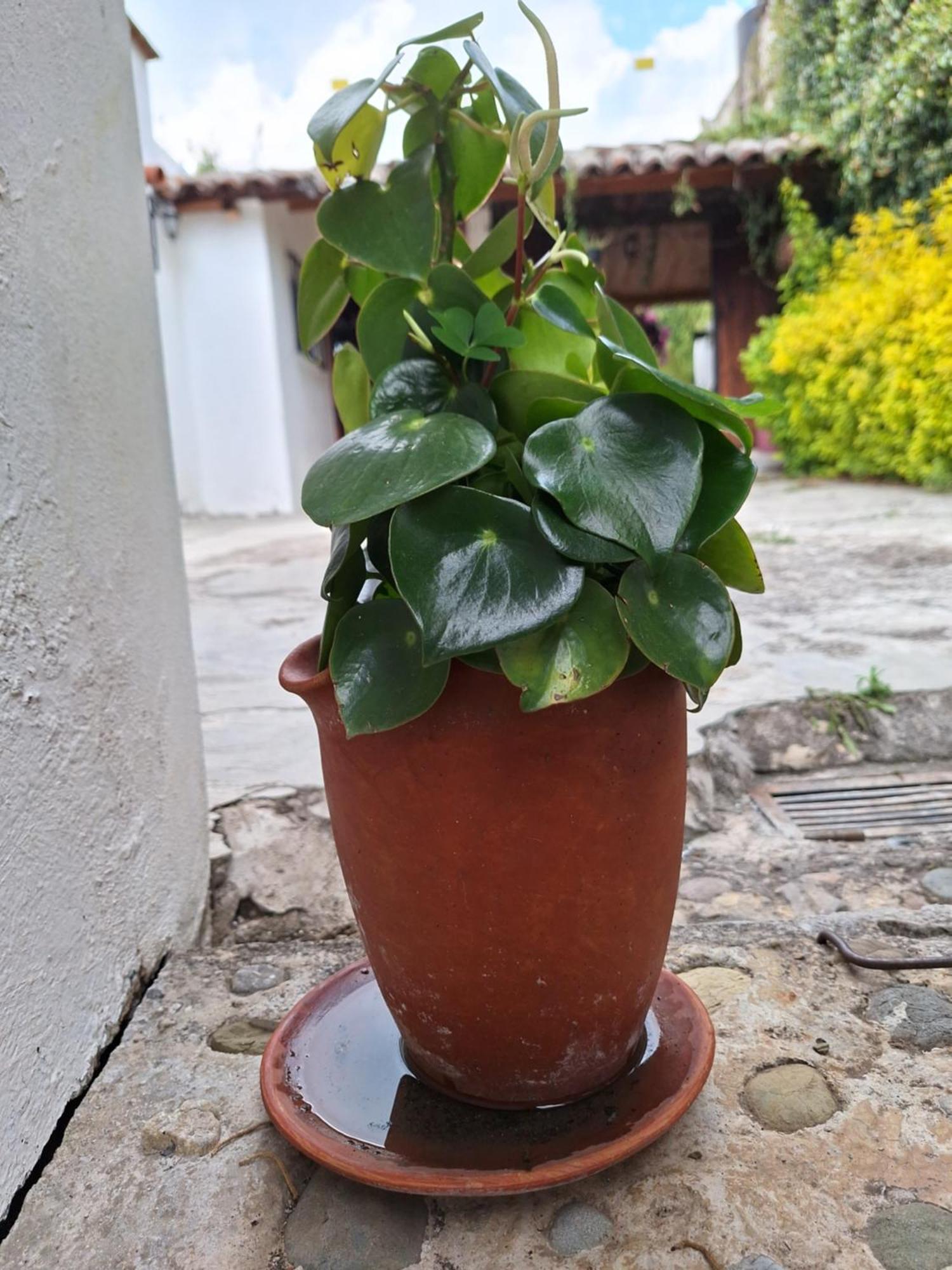 ホテル Casa Mua San Cristóbal de Las Casas 部屋 写真